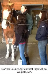 Denise giving equine massage instruction and a hands-on demonstration at a clinic in Norfolk